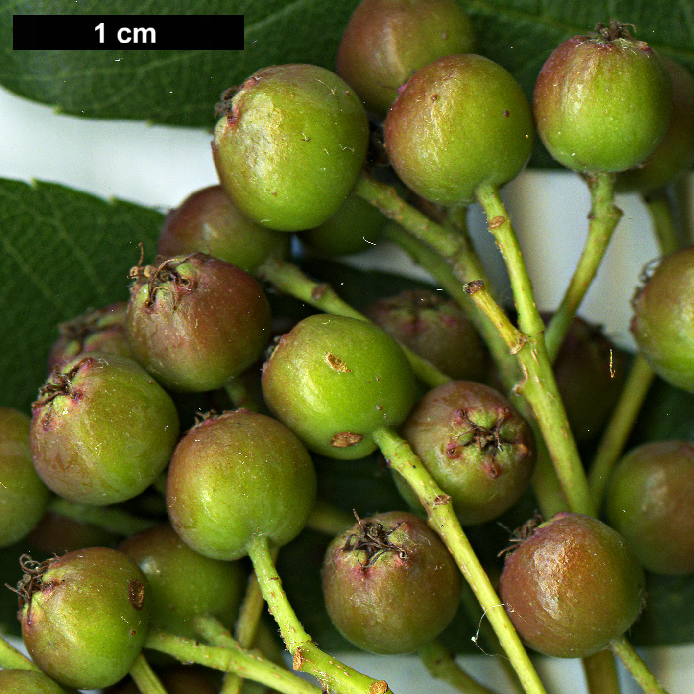 High resolution image: Family: Rosaceae - Genus: Sorbus - Taxon: wilsoniana